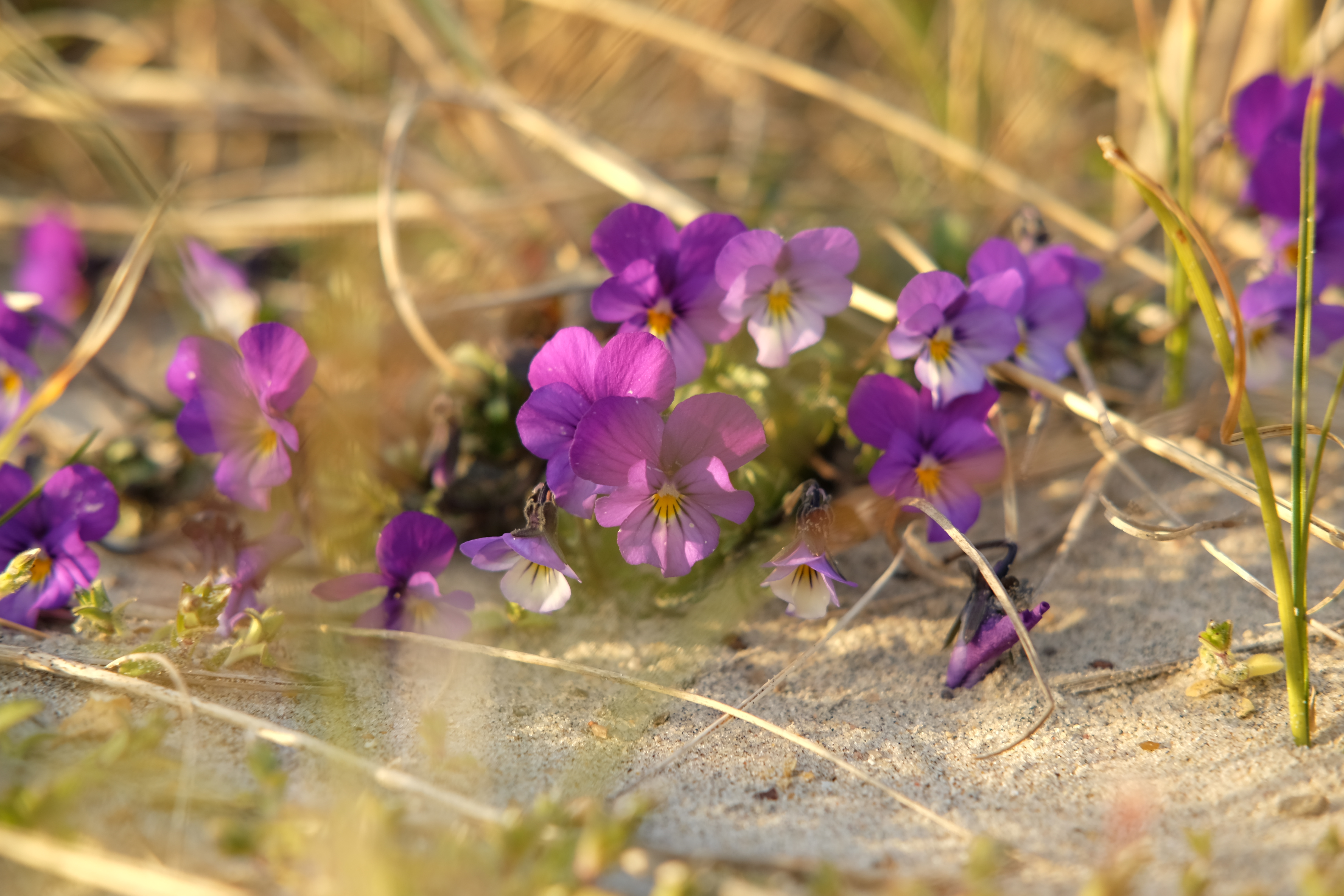 Retur til Hotel Strandlyst hjemmeside