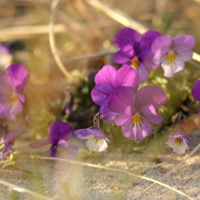 Hjskole p Badehotellet den 18.-21. maj 2026